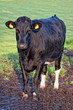 Cow in the field