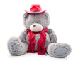 dressed teddy bear. isolated