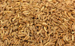 Kümmel / caraway