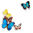 Exotic butterflies over white
