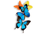 Exotic butterflies over white