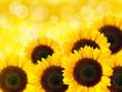 Close up of sunflower