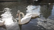 Video: Three white swans relaxing on the lake Three white swans relaxing on the lake