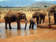 Photo: Elephants in Tsavo Elephants in Tsavo