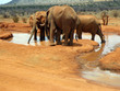 Photo: Elephants in Tsavo Elephants in Tsavo