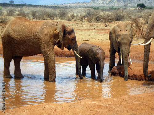 Photo: Elephants in Tsavo Elephants in Tsavo