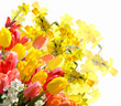 Spring awakening: tulips and daffodils