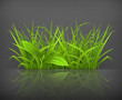 Green grass