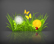 Summer grass