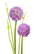 Foto: Allium Blüte | Allium Blume | Magenta Allium Blüte | Allium Blume | Magenta