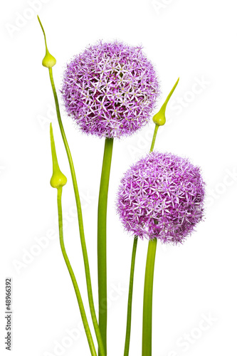 Photo: Allium Blüte | Allium Blume | Magenta Allium Blüte | Allium Blume | Magenta