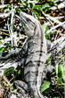 Green Iguana seen in the Mexican Yucatan.