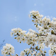 White tree flowers in spring