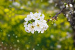 branch of tree blossoming by white
