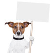 banner dog
