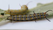 Plain tiger caterpillas eating milk weed
