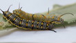 Plain tiger caterpillas eating milk weed