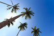 Coconut trees in tropical garden