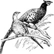 Birds phasianus