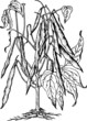 Plant bean (Phaseolus)