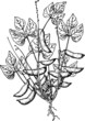 Bean (Phaseolus)