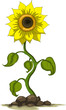 Vector: sunflower sunflower