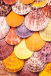 Scallop background.