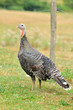 Photo: dinde dans une ferme dinde dans une ferme