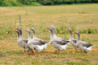 Photo: troupeau d'oies troupeau d'oies