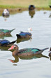 Photo: canard de barbarie dans une mare canard de barbarie dans une mare
