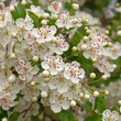 Weißdorn - Crataegus