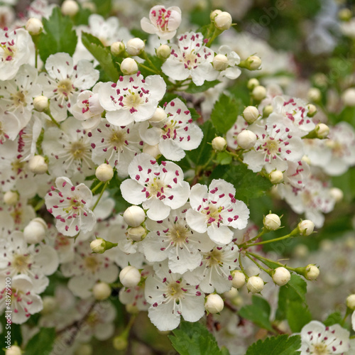 Photo: Weißdorn - Crataegus Weißdorn - Crataegus