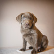Labrador-Welpe sitzend