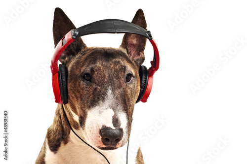 Photo: Miniature Bullterrier hört Musik Miniature Bullterrier hört Musik