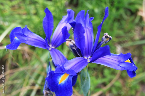 Photo: fleur bleue fleur bleue