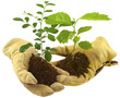 échange de plantes entre jardiniers, reforestation
