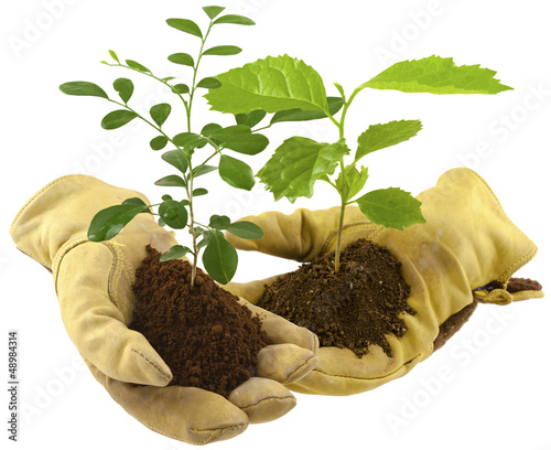 Photo: échange de plantes entre jardiniers, reforestation échange de plantes entre jardiniers, reforestation