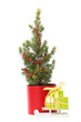 Spruce and sleigh