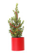 Spruce