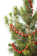 Fir-tree