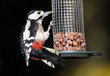 Great Spotted Woodpecker on bird feeder