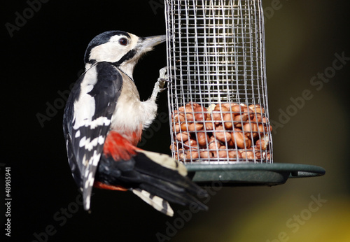 Photo: Great Spotted Woodpecker on bird feeder Great Spotted Woodpecker on bird feeder