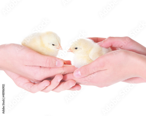 Photo: Zwei kleine Hühnerküken in Händen Zwei kleine Hühnerküken in Händen