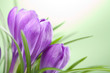 crocus flowers