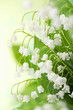 lily of the valley