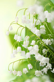 lily of the valley