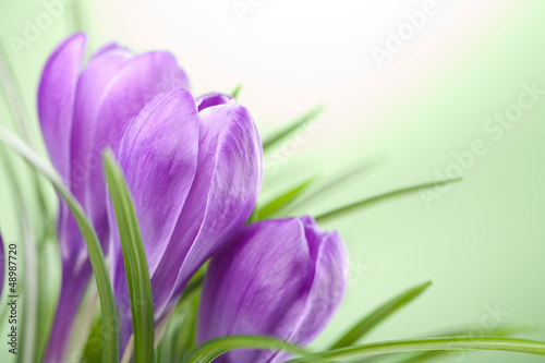 Photo: crocus flowers crocus flowers