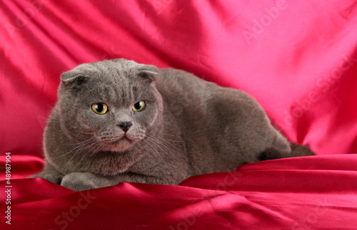 Photo: Cat on crimson cloth background Cat on crimson cloth background