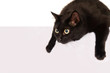 Black cat with a sheet of paper