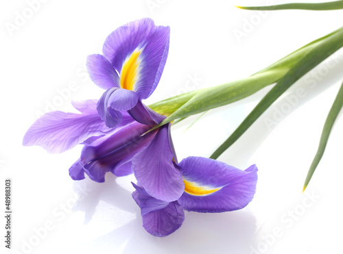 Photo: Purple iris flower, isolated on white Purple iris flower, isolated on white